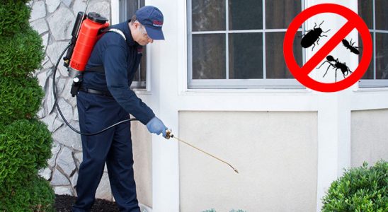 Sumbas Pire İlaçlama böcek ilaçlama ve haşere kontrolü — ilaclama-tr.com